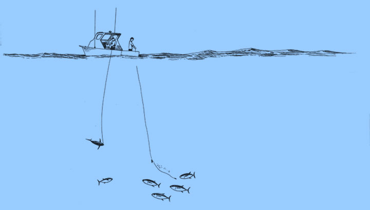 Hawaii Handline Fishing