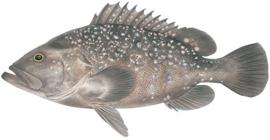 Sea Bass (Hapu’upu’u)