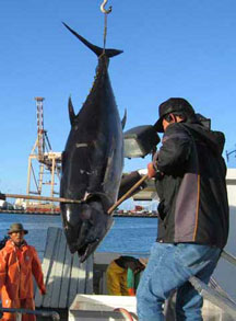 Hawaii Fishing