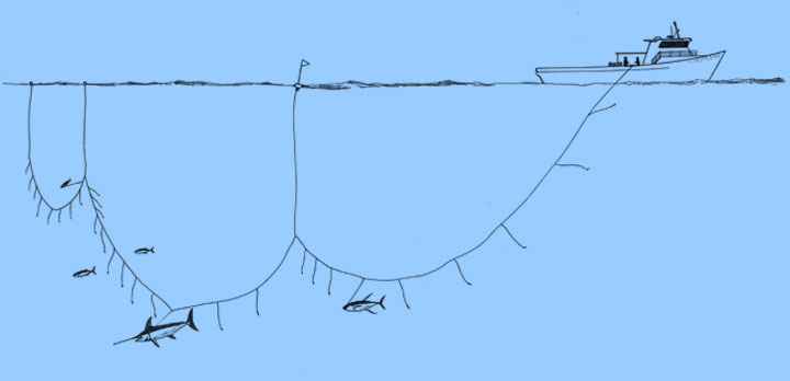 Hawaii Longline Fishing