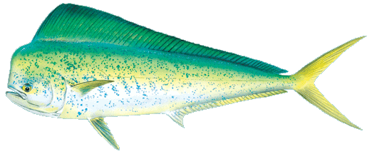 Mahimahi