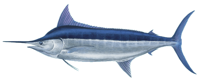 Blue Marlin