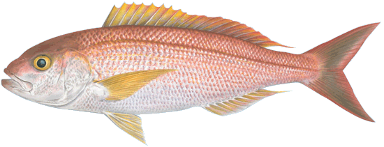Pink Snapper (Opakapaka)