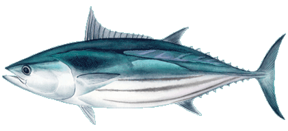 Skipjack Tuna (Aku)