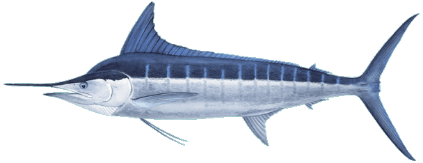 Striped Marlin