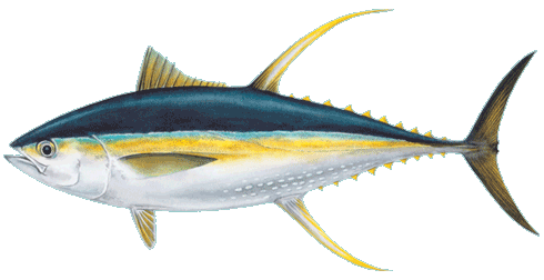 Yellowfin Tuna (Ahi)