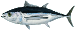 albacore