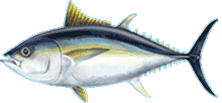 bigeyetuna