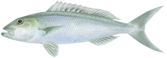 Blue-Green Snapper (Uku)