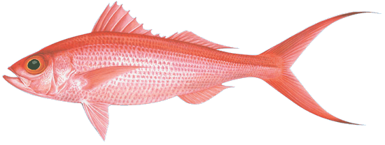 Long-Tail Snapper (Onaga)