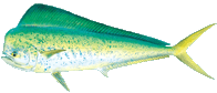 mahimahi