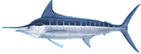 stripedmarlin