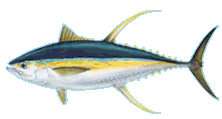 yellowfintuna